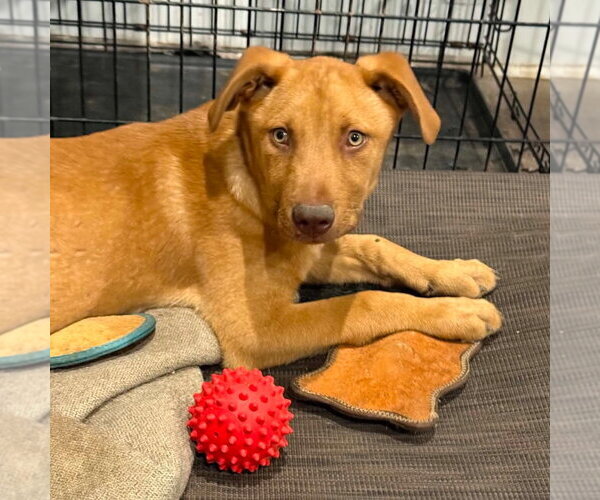 Medium Photo #1 German Shepherd Dog-Unknown Mix Puppy For Sale in Canton, CT, USA