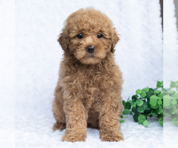 Medium Photo #4 Poodle (Miniature) Puppy For Sale in DORNSIFE, PA, USA