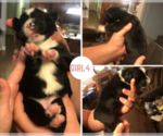 Small Photo #2 Australian Shepherd Puppy For Sale in CANEYVILLE, KY, USA