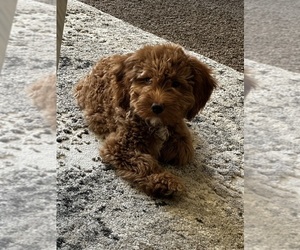 Goldendoodle-Poodle (Toy) Mix Puppy for sale in INDIO, CA, USA