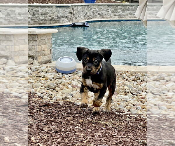 Medium Photo #4 Mutt Puppy For Sale in Mooresville, NC, USA