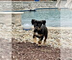 Small #3 Mutt