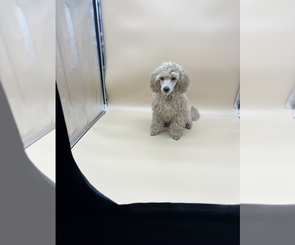 Medium Photo #15 Poodle (Toy) Puppy For Sale in LONG GROVE, IL, USA