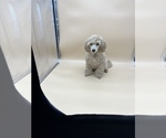Small Photo #15 Poodle (Toy) Puppy For Sale in LONG GROVE, IL, USA