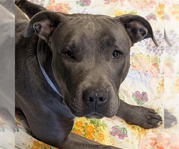 Medium Photo #2 Mutt Puppy For Sale in Houston, TX, USA