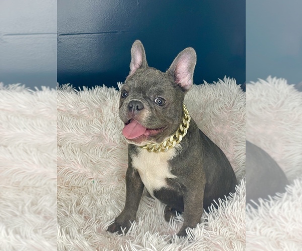 Medium Photo #2 French Bulldog Puppy For Sale in COVINGTON, GA, USA