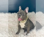 Small Photo #2 French Bulldog Puppy For Sale in COVINGTON, GA, USA