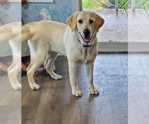 Labrador Retriever Puppy for sale in CATO, NY, USA