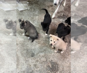 Cane Corso-Siberian Husky Mix Puppy for sale in HENDERSON, NV, USA