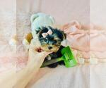 Small #29 Biewer Terrier