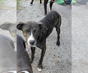 Plott Hound Dogs for adoption in Houston, TX, USA