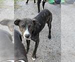 Small Plott Hound