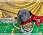 Small Photo #77 French Bulldog Puppy For Sale in HAYWARD, CA, USA