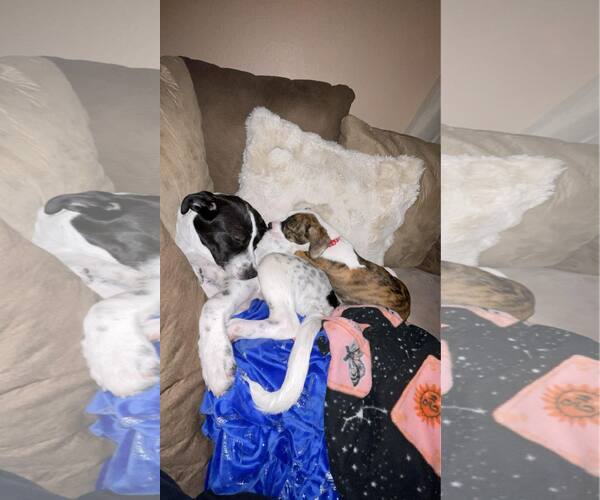 Medium Photo #5 Australian Shepherd-Unknown Mix Puppy For Sale in Duluth, MN, USA