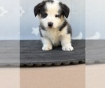 Small #6 Pembroke Welsh Corgi