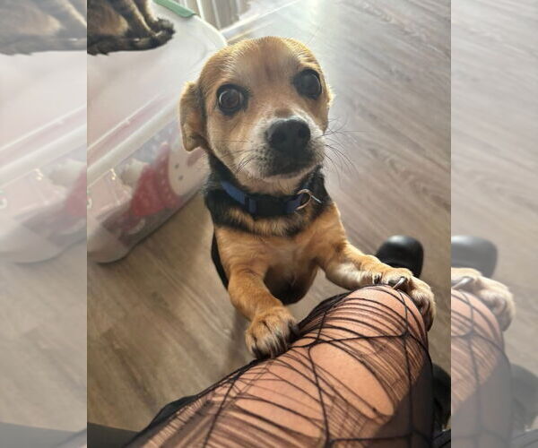 Medium Photo #3 Mutt Puppy For Sale in Thomasville, NC, USA