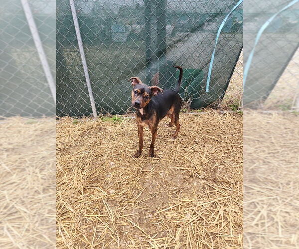 Medium Photo #2 Boston Huahua Puppy For Sale in Evansville, IN, USA