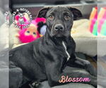 Small #17 Labrador Retriever-Staffordshire Bull Terrier Mix
