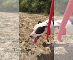 Small Photo #2 American Pit Bull Terrier-Unknown Mix Puppy For Sale in Farmerville, LA, USA