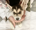 Small Photo #1 Siberian Husky Puppy For Sale in FEDERAL WAY, WA, USA