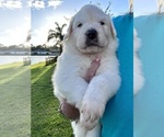Puppy MATER Great Pyrenees-Newfoundland Mix