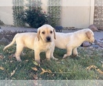 Small Photo #2 Labrador Retriever Puppy For Sale in THORNTON, CO, USA