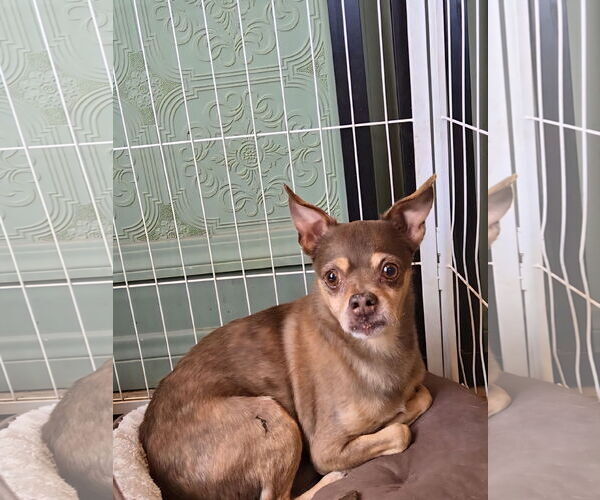 Medium Photo #2 Chihuahua-Unknown Mix Puppy For Sale in Fallbrook, CA, USA