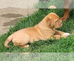 Small Photo #11 Dogue de Bordeaux Puppy For Sale in NEW CASTLE, IN, USA
