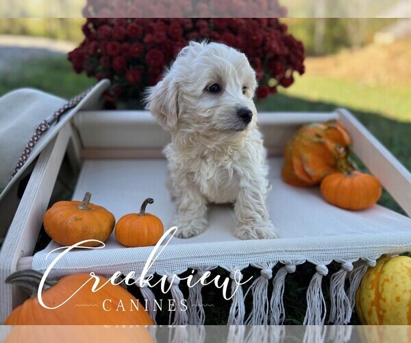Medium Photo #2 Havachon Puppy For Sale in NIANGUA, MO, USA