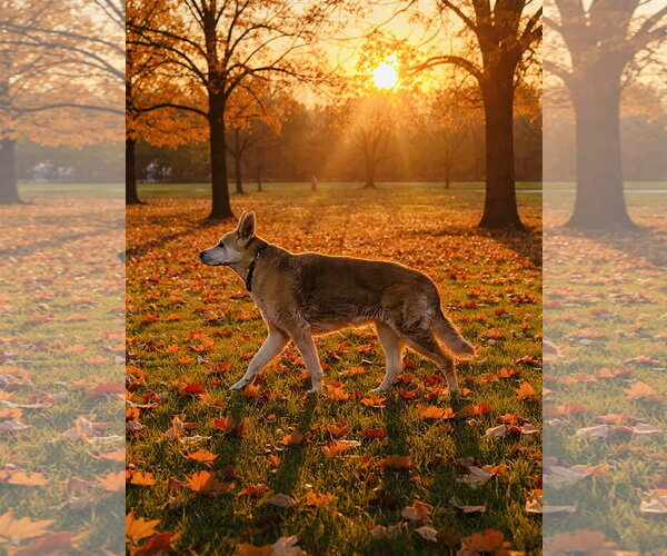 Medium Photo #9 Mutt Puppy For Sale in Germantown, OH, USA