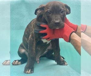 American Staffordshire Terrier-Cane Corso Mix Puppy for sale in CHICAGO, IL, USA