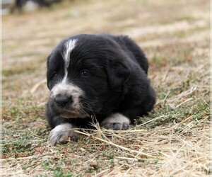 Golden Pyrenees Puppy for sale in CLAYTON, WA, USA