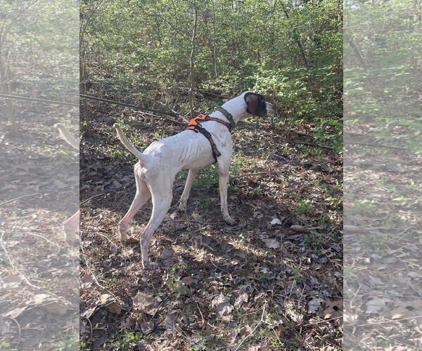 Medium Photo #2 Pointer Puppy For Sale in Columbus, IN, USA