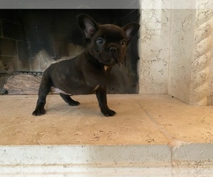 French Bulldog Puppy for sale in MORENO VALLEY, CA, USA