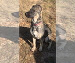 Small #13 German Shepherd Dog Mix
