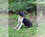 Small #4 Mutt