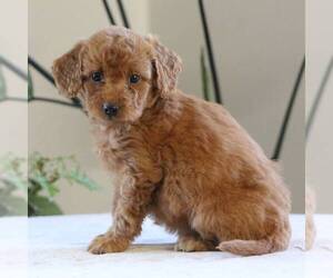 Goldendoodle-Poodle (Miniature) Mix Puppy for sale in AUGUSTA, WV, USA