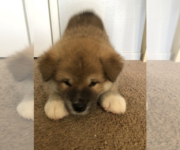 Medium Photo #20 Akita Puppy For Sale in LA QUINTA, CA, USA