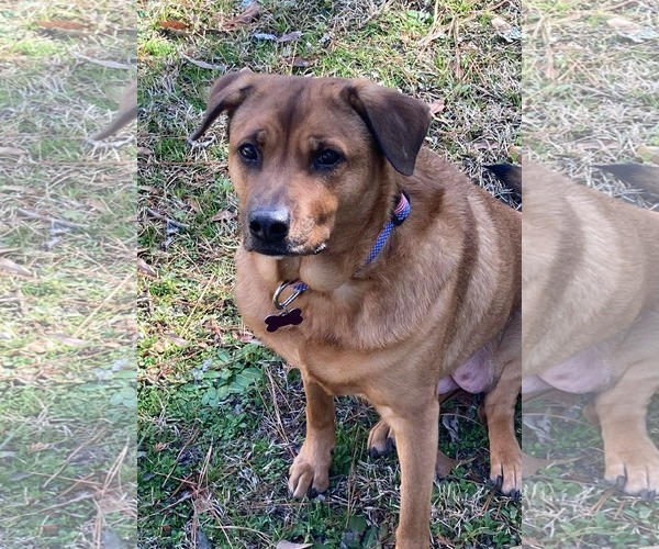 Medium Photo #1 Rhodesian Ridgeback-Unknown Mix Puppy For Sale in Spring Lake, NC, USA
