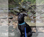 Small #2 Labrador Retriever Mix