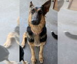 Small #14 German Shepherd Dog Mix