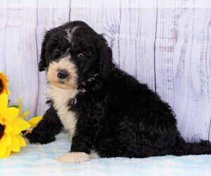 Poodle (Miniature)-Sheepadoodle Mix Puppy for sale in FREDERICKSBG, OH, USA