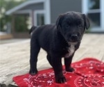 Puppy Tesla Golden Cattle Dog