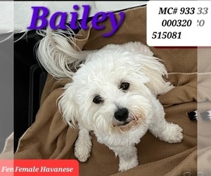 Mother of the Havanese puppies born on 06/06/2025