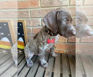 German Shorthaired Pointer Puppy for sale in BEVIS, OH, USA