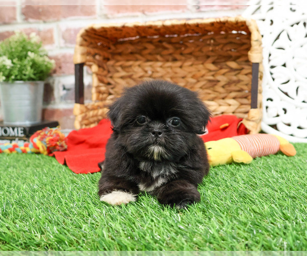 Medium Photo #3 Shih Tzu Puppy For Sale in SYRACUSE, IN, USA