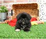 Small #2 Shih Tzu