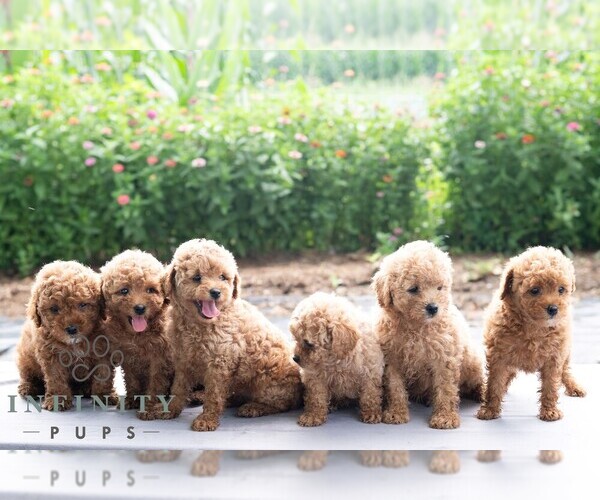 Medium Photo #2 Havapoo Puppy For Sale in LEWISBURG, PA, USA