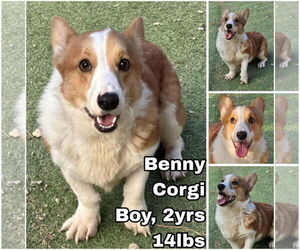 Pembroke Welsh Corgi Dogs for adoption in Seattle, WA, USA