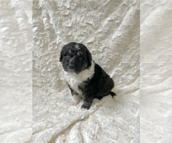 Medium Photo #3 Aussiedoodle Puppy For Sale in UNIONVILLE, IA, USA